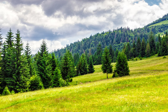 coniferous forest on a  mountain hill side