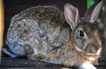 Rabbit