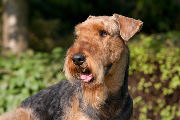 Portrait of nice airedale terrier