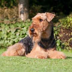 Portrait of nice airedale terrier