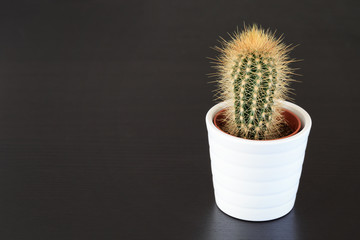 little cactus plant on dark