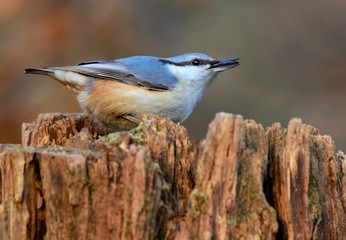 Eurasian nuthatch. Nuthatch with seed in beak.
