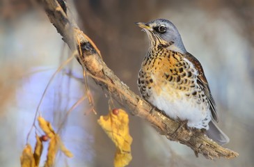 Fieldfare (Turdus pilaris)