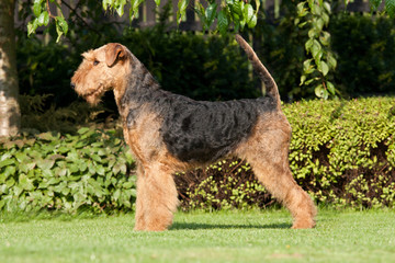 Portrait of nice airedale terrier