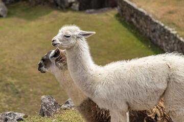 Llama at Machu Picchu, Cusco, Peru, South America. A UNESCO Worl