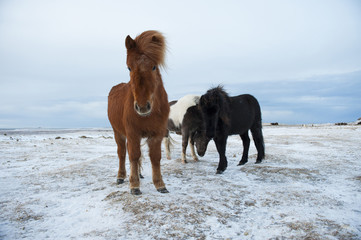 Beautiful shaggy Icelandic horses in winter