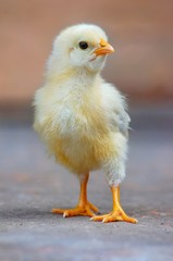 Yellow chick standing on the ground