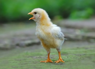 Yellow chick standing on the ground