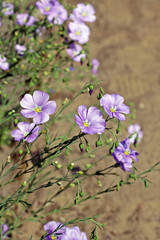 Blue flax