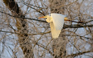 Great White Egret in Flight