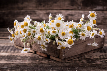 chamomile flowers on a wooden background.