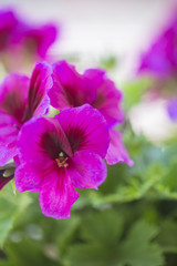 Obraz premium Violet geranium flower isolated from others on green foliage background