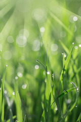 Fototapeta premium Fresh morning dew on spring grass, natural background