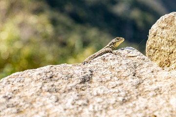 A lizzard at Machu Picchu, Cusco, Peru, South America.