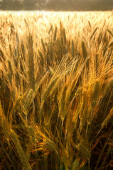Field of barley in early morning