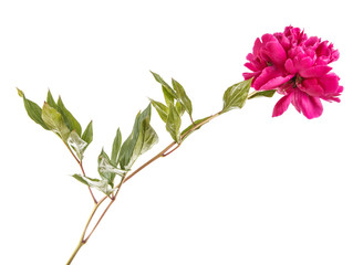 red peony flower. Isolated on white background