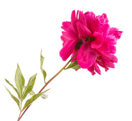 red peony flower. Isolated on white background