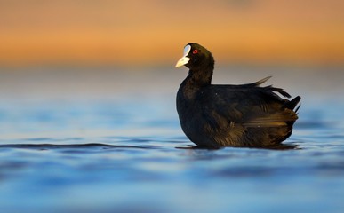 Eurasian coot (Fulica atra)