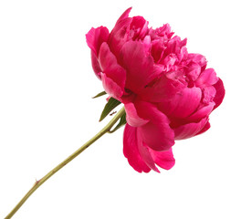 red peony flower. Isolated on white background © toomler