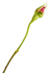 young sprout roses with tight buds. isolated on white background