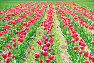 Red tulip farm in a bright day