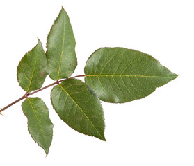 Fototapeta premium green leaf rose. Isolated on white background