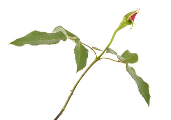 young sprout roses with tight buds. isolated on white background