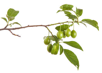 branch of plum tree with green unripe fruits. isolated on white