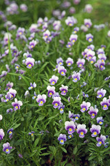 Obraz na płótnie Canvas Field tricolor violet