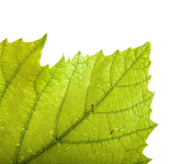 of the grape leaf closeup. isolated on white background