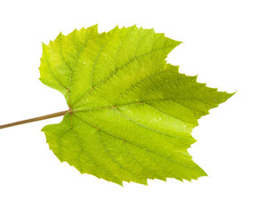 Green grape leaf. isolated on white background