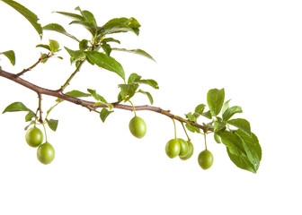 branch of plum tree with green unripe fruits. isolated on white