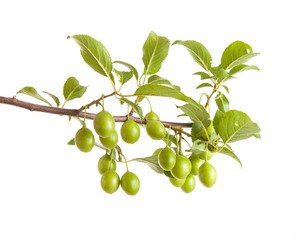 branch of plum tree with green unripe fruits. isolated on white