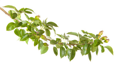 pear tree branch with unripe fruit. isolated on white background
