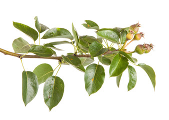 pear tree branch with unripe fruit. isolated on white background