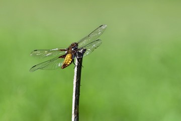 Fototapeta na wymiar Beautiful dragonfly. Macro shot of nature. (Libellula depressa)