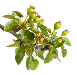 pear tree branch with unripe fruit. isolated on white background