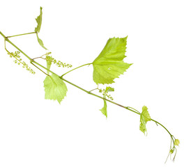 young vine with leaves. isolated on white background