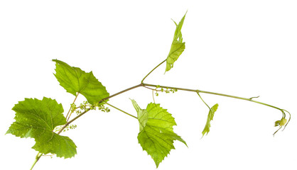 young vine with leaves. isolated on white background