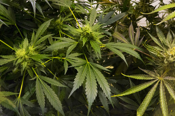 Background of cannabis bush in indoor farm