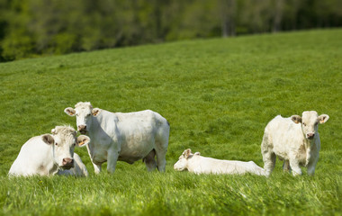 Obraz premium Tranquilles