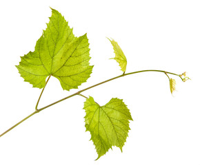 young vine with leaves. isolated on white background