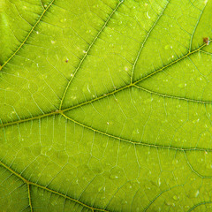 Fototapeta na wymiar green leaf vine. background