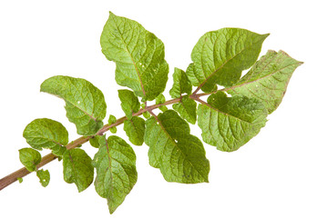 Potato leaf isolated on white background