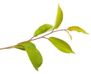 cherry tree branch isolated on white background