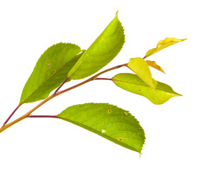 cherry tree branch isolated on white background