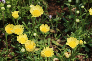 クリサンセマム・ムルチコーレ 