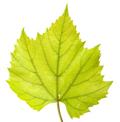 grape leaf. isolated on white background