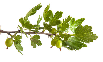 gooseberry bush branch with green leaves. isolated on white back