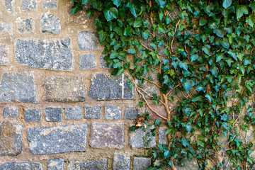 overwgrowing granite wall 1